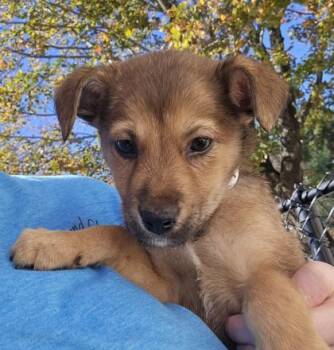 Alexa-MAPFRE event 10-1:30pm -  Australian Shepherd and Mixed Breed Dog for Adoption in East Brookfield, Massachusetts - Alexa-MAPFRE Event 10-1:30pm | PetCurious