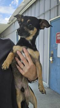 61522309 -  Chihuahua Dog for Adoption in Elko, Nevada - 61522309 | PetCurious