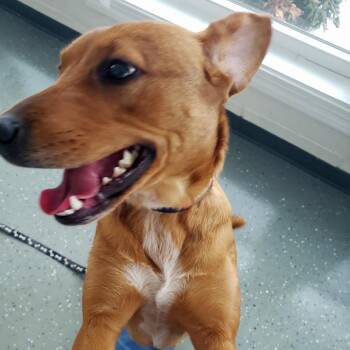 Mixed Breed Dogs Available for Adoption - Cake Batter | PetCurious