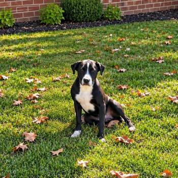 Otis -  Labrador Retriever and Terrier Dog for Adoption in Medfield, Massachusetts - Otis | PetCurious