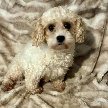 Shelbie -  Cockapoo Dog for Adoption in Pelham, New Hampshire - Shelbie | PetCurious