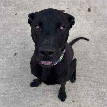 Bubba -  Black Labrador Retriever and American Staffordshire Terrier Dog for Adoption in Beaumont, Texas - Bubba | PetCurious