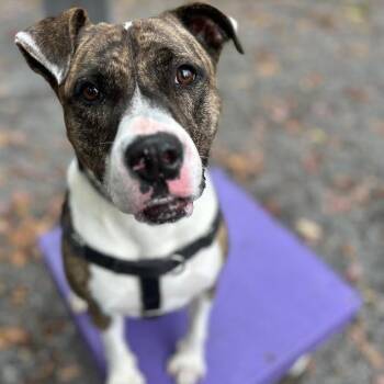 Baura -  Boxer Dog Available for Adoption in Berkeley Springs, West Virginia - Baura | PetCurious