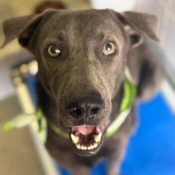 Labrador Retriever Dogs Available for Adoption in Carver, Massachusetts - Max | PetCurious