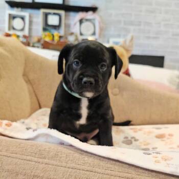 Papsito -  French Bulldog Dog for Adoption in Turlock, California - Papsito | PetCurious
