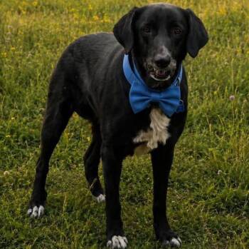 Labrador Retriever Dogs Available for Adoption in Grand Bay, Alabama - Nic | PetCurious