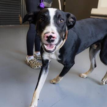 Ferninand -  Mixed Breed Dog for Adoption in Tacoma, Washington - Ferninand | PetCurious