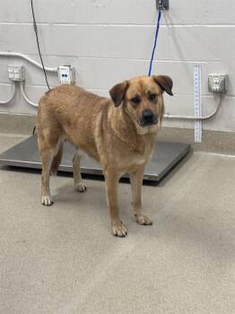 German Shepherd Dog and Mixed Breed Dogs Available for Adoption in Grand Prairie, Texas - GLITTER | PetCurious