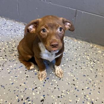TUSC-Stray-85896 -  Chihuahua and Dachshund Dog for Adoption in Tuscaloosa, Alabama - TUSC-Stray-85896 | PetCurious