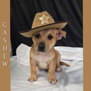 Rescue Terrier Dogs for Adoption in Fredericksburg, Virginia - Cashew | PetCurious
