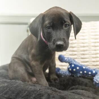 Jinx -  Labrador Retriever and Mixed Breed Dog for Adoption in Pawling, New York - Jinx | PetCurious