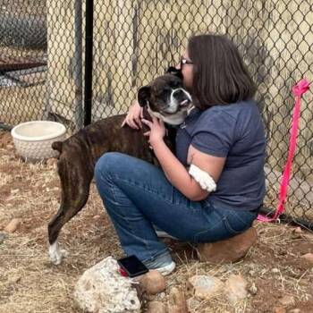 Boxer Dogs Available for Adoption in Ramona, California - Luna | PetCurious