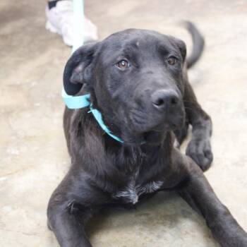 Jasper -  Labrador Retriever and Mixed Breed Dog Available for Adoption in Cleveland, Mississippi - Jasper | PetCurious