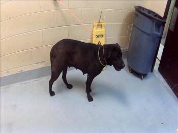 Labrador Retriever and Mixed Breed Dogs Available for Adoption in Tulsa, Oklahoma - ONYX | PetCurious