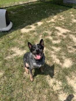 Minty -  Australian Cattle Dog Blue Heeler Dog for Adoption in Shepherdsville, Kentucky - Minty | PetCurious