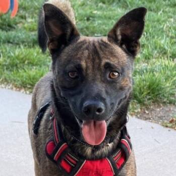 Australian Cattle Dog Blue Heeler and Mixed Breed Dogs Available for Adoption in Albuquerque, New Mexico - BRIAN | PetCurious