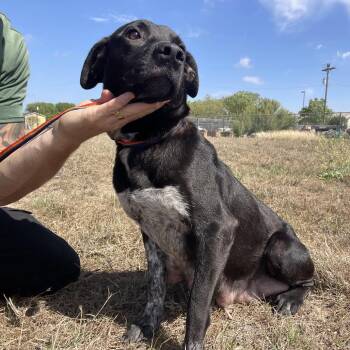 Labrador Retriever Dogs Available for Adoption in Wimberley, Texas - Juni | PetCurious