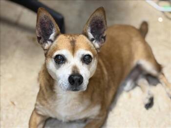 EXPLORER -  Chihuahua and Mixed Breed Dog for Adoption in Tulsa, Oklahoma - EXPLORER | PetCurious