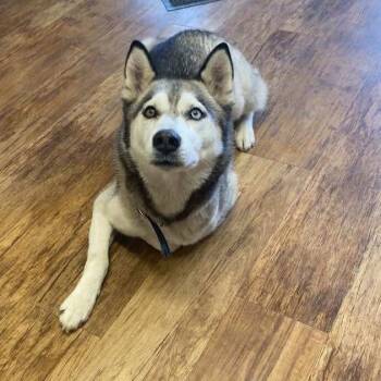 Rescue Husky Dogs for Adoption in Elbow Lake, Minnesota - Lanuuk | PetCurious
