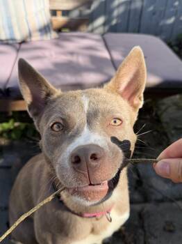 Aya -  Siberian Husky and Pit Bull Terrier Dog for Adoption in New York, New York - Aya | PetCurious