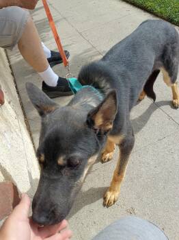 Redwood -  Shepherd Dog for Adoption in Frazier Park, California - Redwood | PetCurious
