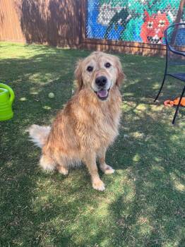 Lucy -  Golden Retriever Dog for Adoption in Temecula, California - Lucy | PetCurious