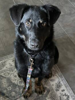 Shepherd Dogs Available for Adoption in Monticello, New York - Buddy | PetCurious