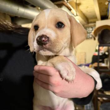 Mixed Breed Dogs Available for Adoption in Buffalo, Minnesota - Ocean | PetCurious