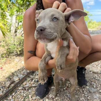 Mixed Breed Dogs Available for Adoption in Vaughan, Ontario - Capitan | PetCurious