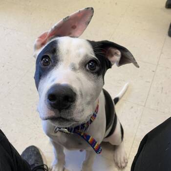 Rescue Mixed Breed Dogs for Adoption in Kyle, Texas - BUCKY BARNES | PetCurious