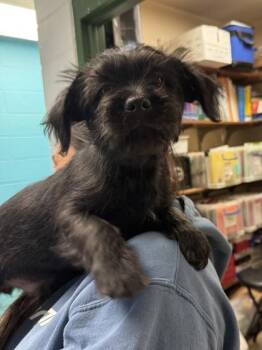Schnauzer and Terrier Dogs Available for Adoption - Arturo | PetCurious