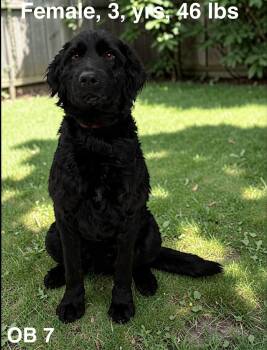 Labradoodle Dogs Available for Adoption - Eevee *foster Needed* | PetCurious