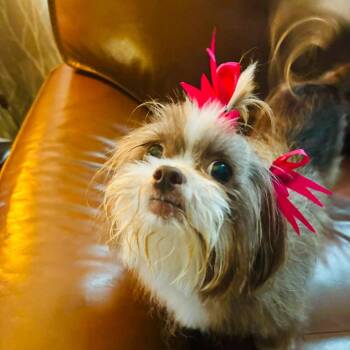 Maisie -  Terrier and Mixed Breed Dog for Adoption in Shelby, North Carolina - Maisie | PetCurious