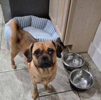 Rose -  Pug Dog for Adoption in Marlboro Township, New Jersey - Rose | PetCurious