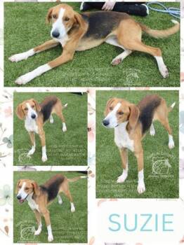 Hound and Mixed Breed Dogs Available for Adoption in Kenansville, North Carolina - Suzie | PetCurious