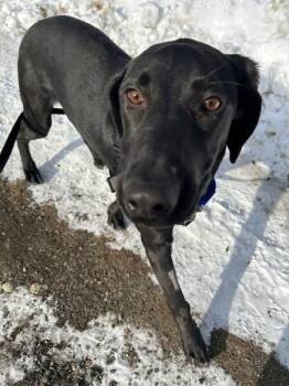 Labrador Retriever and Coonhound Dogs Available for Adoption - Moose | PetCurious