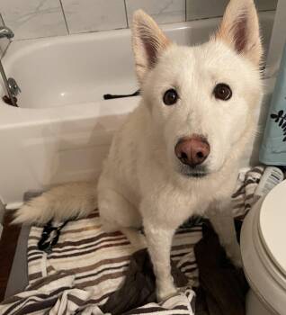 Triscuit -  Siberian Husky Dog for Adoption in Livonia, Michigan - Triscuit | PetCurious