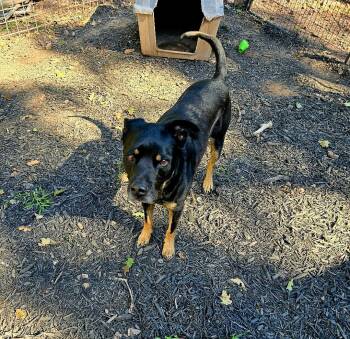 Rescue Doberman Pinscher and German Shepherd Dog Dogs for Adoption in Magnolia, Texas - King | PetCurious