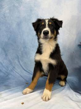 Australian Shepherd Dogs Available for Adoption in Valrico, Florida - Ray | PetCurious