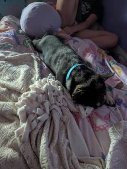 Bruno French -  French Bulldog Dog for Adoption in Waunakee, Wisconsin - Bruno French | PetCurious