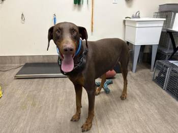 Rescue Doberman Pinscher Dogs for Adoption in Pasadena, California - BRUCE | PetCurious