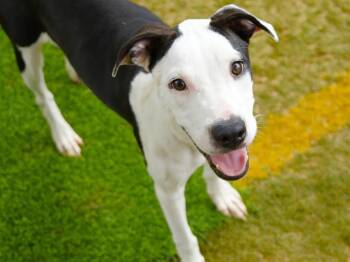 FEFE -  American Staffordshire Terrier and Mixed Breed Dog for Adoption in Tallahassee, Florida - FEFE | PetCurious
