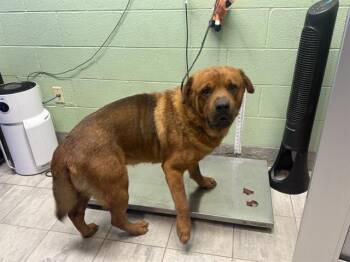 OSO -  Chow Chow and Mixed Breed Dog for Adoption in Grand Prairie, Texas - OSO | PetCurious