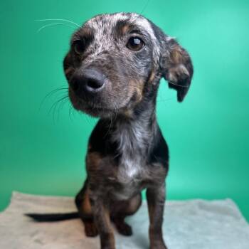 Cocoa -  Dachshund and Mixed Breed Dog for Adoption in San Antonio, Texas - Cocoa | PetCurious