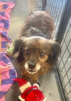 Yorkshire Terrier and Dachshund Dogs Available for Adoption - Finley | PetCurious