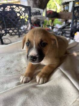 Mixed Breed Dogs Available for Adoption in Dallas, Texas - Nevada Pups: Boo | PetCurious