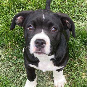 Boxer Dogs Available for Adoption in Cedar Rapids, Iowa - October | PetCurious