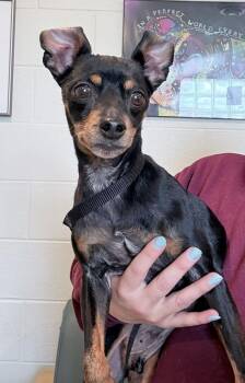 Miniature Pinscher Dogs Available for Adoption in Sparta, Wisconsin - Remi  | PetCurious