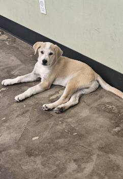 Stimpy -  Labrador Retriever and Mixed Breed Dog for Adoption in Evansville, Indiana - Stimpy | PetCurious