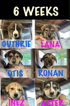 German Shepherd Dog and Mixed Breed Dogs Available for Adoption in Marion, Texas - Gloria